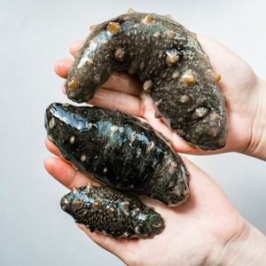 [오늘의바다] 해삼 1kg
