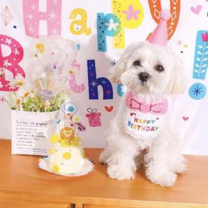 강아지 모자 생일파티용품 턱받이
