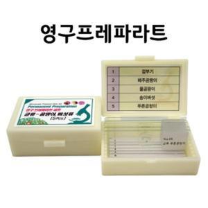 곰팡이세포 관찰실험용 현미경표본 교육키트 과학학습 홈스쿨 수업 교재 시료 중등