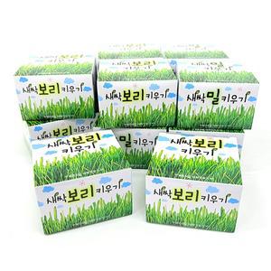 프랜즈 새싹키우기 보리 밀 12박스 관찰용 학습용