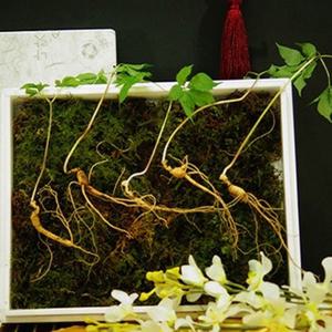 명품 산양삼 8-9년근 5뿌리 명절고급선물 부모님선물세트 산삼