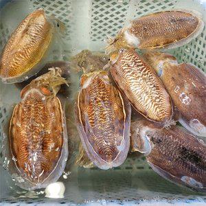 고흥 나로도 자연산 생물 갑오징어 1kg (대사이즈) 2-4미