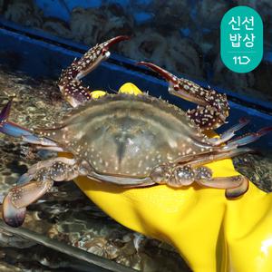 여수산 활꽃게 6-12미 2kg