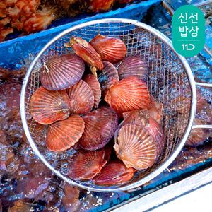 홍가리비 1kg 25미 내외