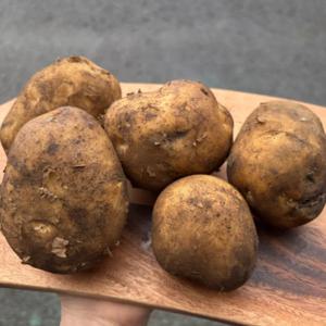 [푸디앤] 제주 화산토 햇 감자 5kg 10kg 특대 조림용 사이즈 / 포슬포슬 당도좋은 비세척 햇 흙감자