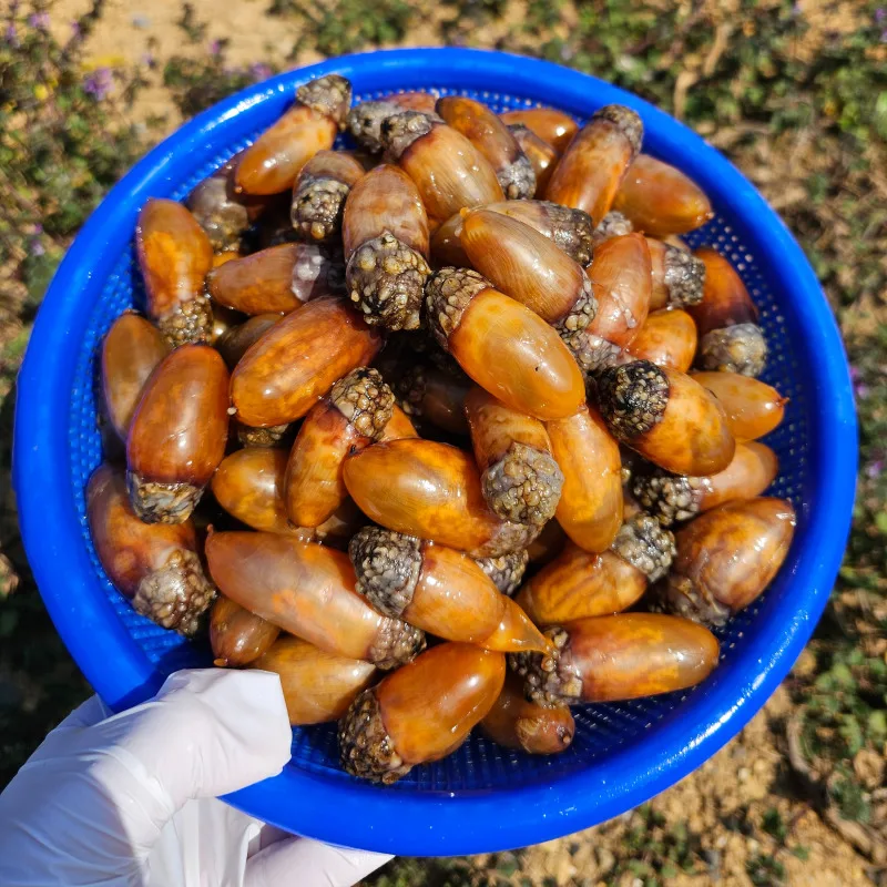 [푸디앤] 껍질 손질 횟감용 참미더덕 500g / 오독오독 씹히는 바다에서 난  더덕
