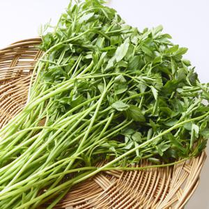 당일수확 청도 미나리 500g 외 1kg/2kg