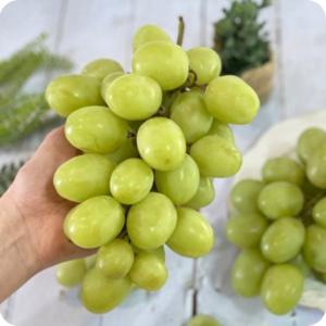 달콤 아삭 씨 없는 애플 청포도  1kg 당도보장 샤인머스켓 오톰크리스피 크림슨포도