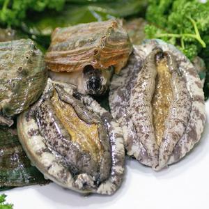 완도산 참 전복 10마리 선물세트포장/1미당 60g내외 중사이즈