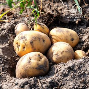 [웰굿] 국내산 포슬포슬한 수미감자 3kg(왕특,개당180-250g)