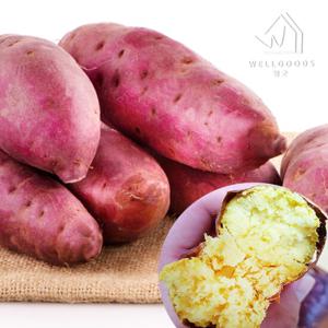 [웰굿] 퍽퍽한 스콘구마 25호 밤고구마 2kg(상중,개당100-250g)
