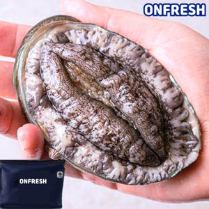 [선물포장] 완도활전복 1kg 12-13미 (미당77g내외)
