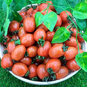 [보섭이네푸드] 생글탱글 대추방울토마토 2kg (중과,3번)