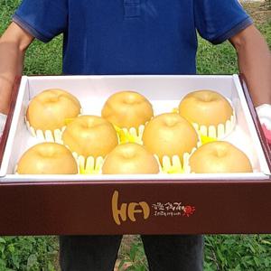 [햇살가득]명품 나주 신고배선물세트 5kg 8~9과