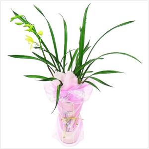 [젠틀맨플라워] 개업화분 동양란 썬더스트 전국꽃배달