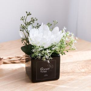 안개국화화분set 14cm_P
