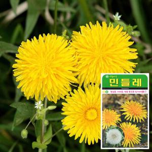 민들레 씨앗 (1000립)  민들레씨앗 해바라기씨앗