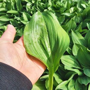 [웰굿] 산지직송 강원도 생 명이나물 산마늘 잎명이 1kg
