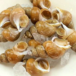 [보섭이네푸드]싱싱바다궁 국내산 활 백고동 1kg(대,10-20미)