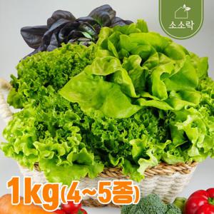[소소락] 산지직송 유럽 샐러드 쌈채소 1kg(4~5종) GAP인증