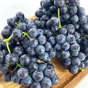 [팜쿡] 씨없는 고당도 세이블 블랙 포도 2kg