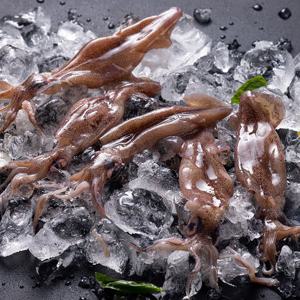 통찜용 급냉 총알한치 2kg(60~92미)
