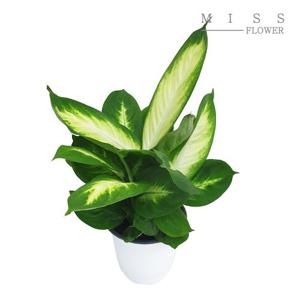 꽃집아가씨 중형화분 마리안느 화분지름15cm