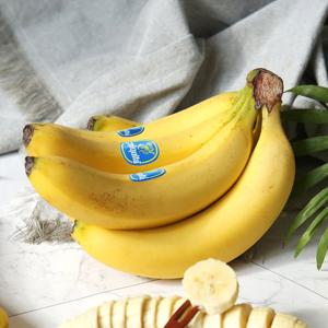고당도 치키타 바나나 2송이