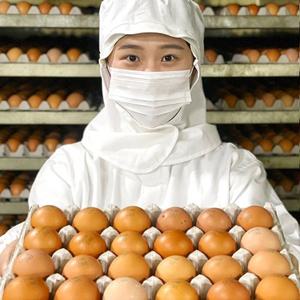 [파손보상/HACCP] 48시간 구워 더 담백한 구운계란 대란 30구