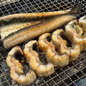 자포니카 장어 국내산 고창 민물장어 1kg 손질 후 700g 대왕 장어
