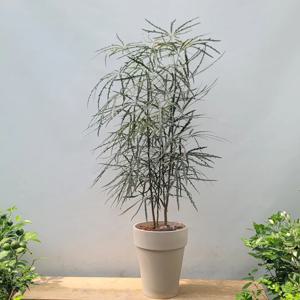 배송일지정가능/아랄리아 롱토분