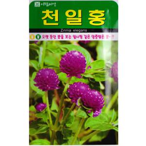 천일홍씨앗 100립 꽃씨앗