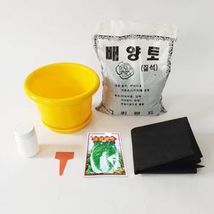 배추키우기 7종 채소키우기 식물키트