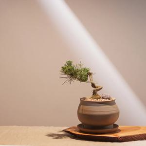 [5% 쿠폰!] 고고한 미니 해송 분재 (주문제작 수제 토분)