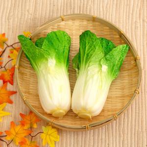 포기 배추 모형 1P (그린)