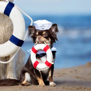 코스튬 마린펫(모자+스카프)