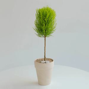 귀여운 식물 핫도그 율마 중형 + 스팡 하이 17cm