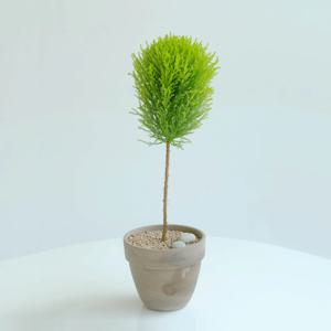 귀여운 식물 핫도그 율마 중형 + 스팡 팔라디오 18cm