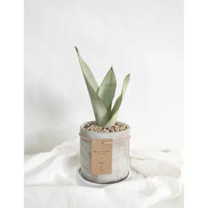 산소탱크 산세베리아 문샤인+빈티지화분