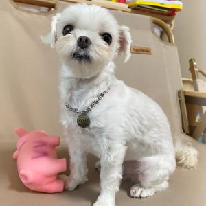 강아지 고양이 드로잉 목걸이 써지컬스틸 이름표 인식표