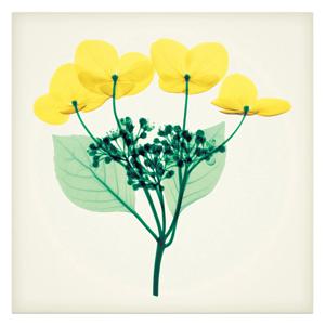 Hydrangea Stem II - Steven N. Meyers (스티븐 앤. 마이어스)