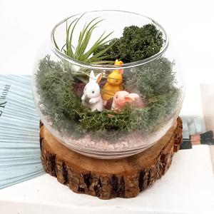 토끼동산 스킨디아모스 이오난사 테라리움 DIY 세트 우드코스터 서비스