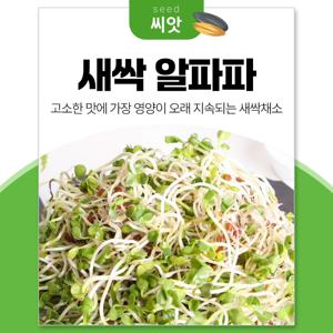 세경팜 새싹 알파파싹 씨앗 30g 새싹채소 키우기 수경재배 씨앗