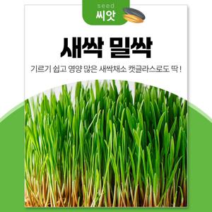 새싹 밀싹 씨앗 30g 고양이 캣글라스 새싹채소 씨앗 캣닢 캣그라스 키우기