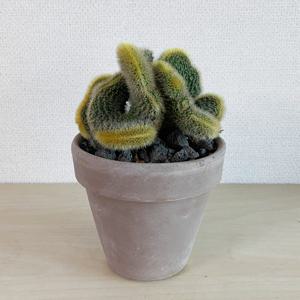 여우꼬리철화 (황금주 철화), 금빛이 고급스러운 선인장 이태리토분 세트