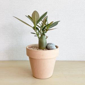 미니 석화나무 (사막의장미), 바오밥나무 같은 아프리카식물 - 이태리토분 세트