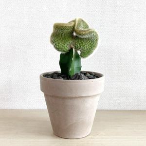 여우꼬리선인장 미니밍크선인장 이태리토분 세트 - 관리쉬운 공기정화식물