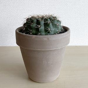 비화옥 선인장 관리쉬운 공기정화식물 이태리토분 세트