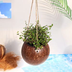 트리안 코코넛 걸이화분 행잉플랜트 실내공기정화식물