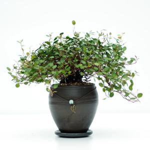 트리안 장인수공예품 옹기화분 실내공기정화식물